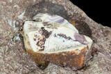Phytosaur (Redondasaurus) Teeth In Sandstone - New Mexico #107065-4